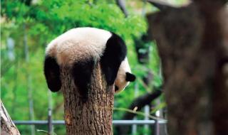 为什么各国都同时送还大熊猫 日本推迟送回大熊猫